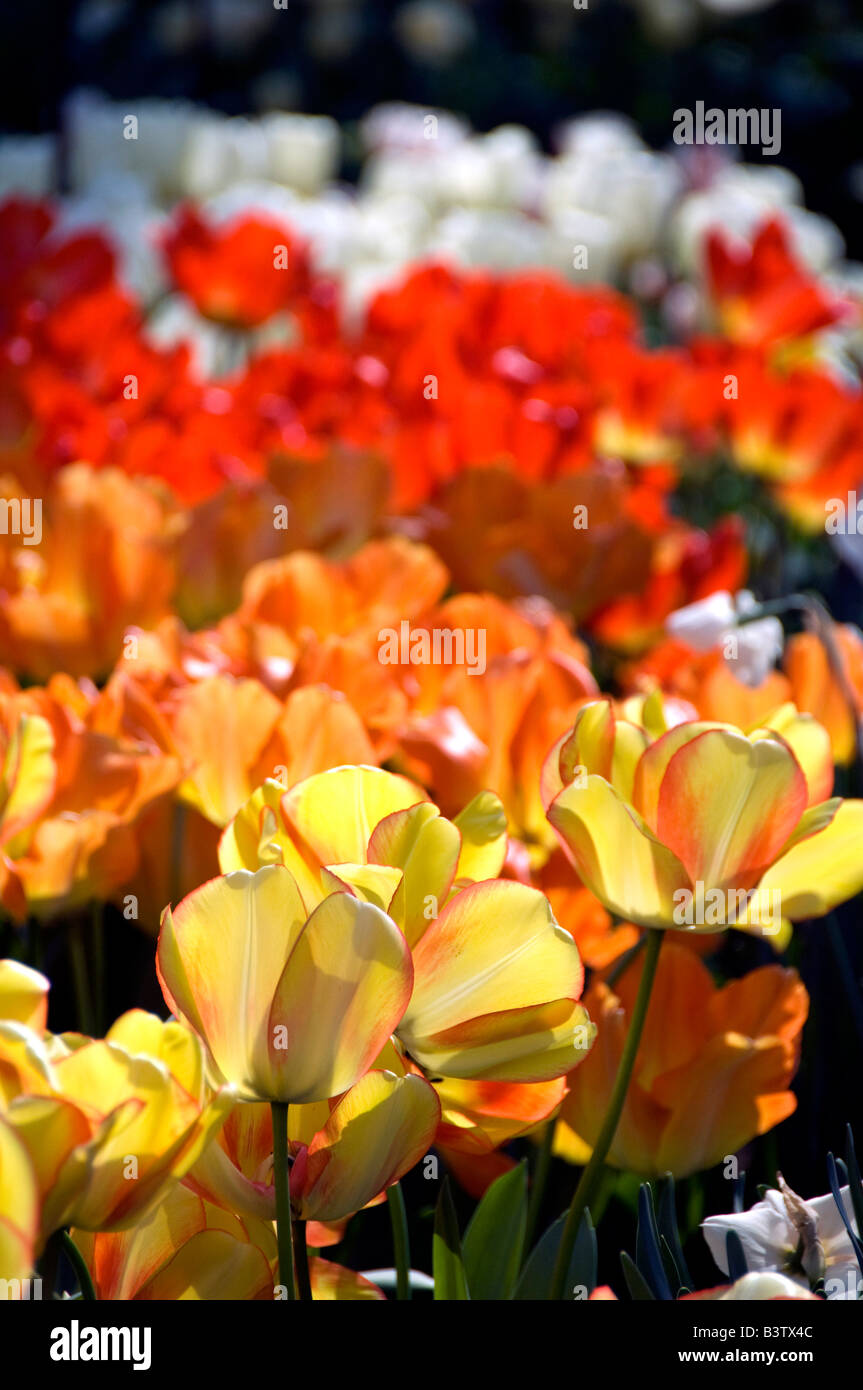 Netherlands, Lisse. Keukenhof Gardens, the world's largest bulb flower