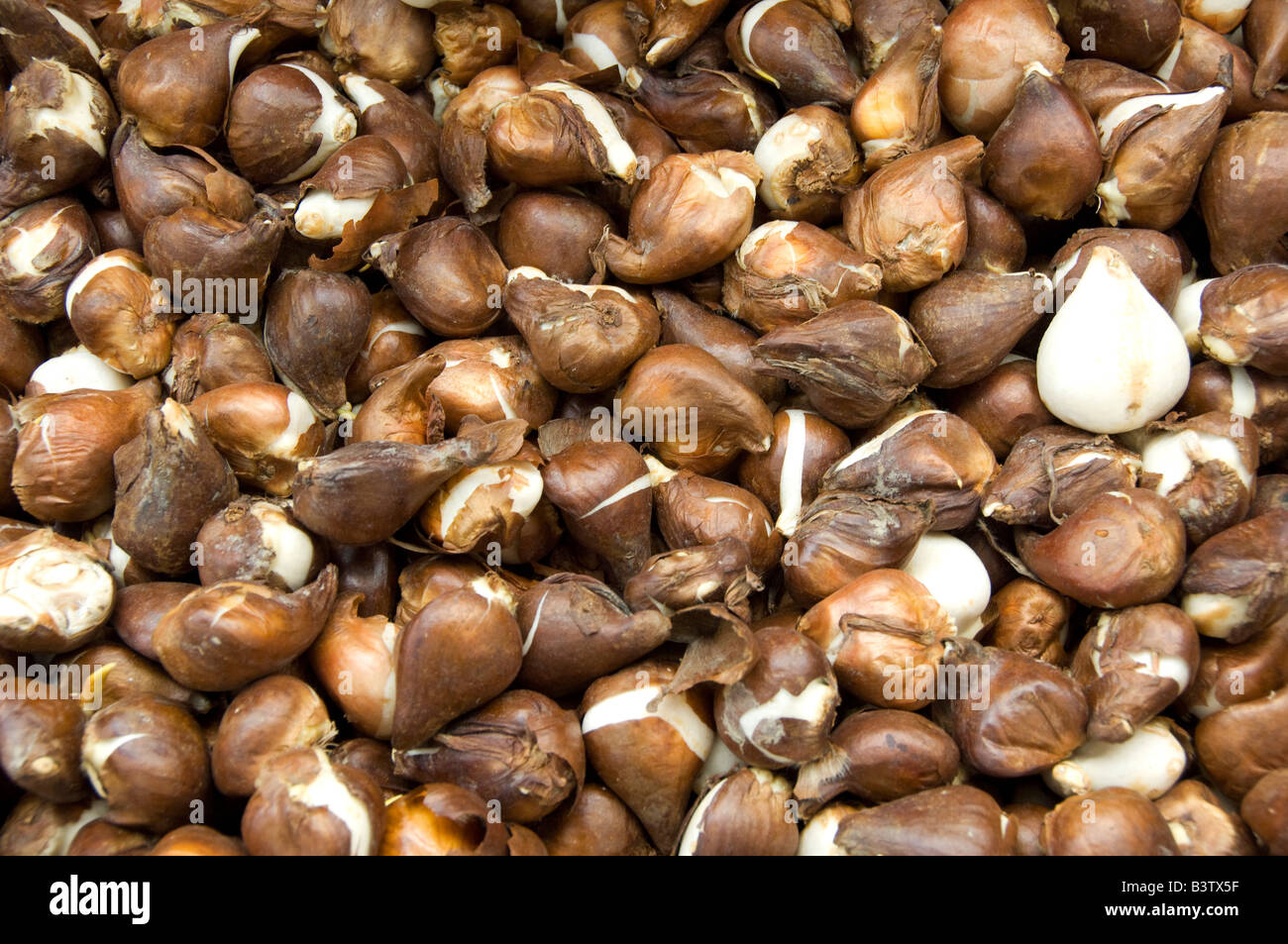 Netherlands (aka Holland), Amsterdam. Bloemenmark (aka floating flower market). Tulip bulbs for