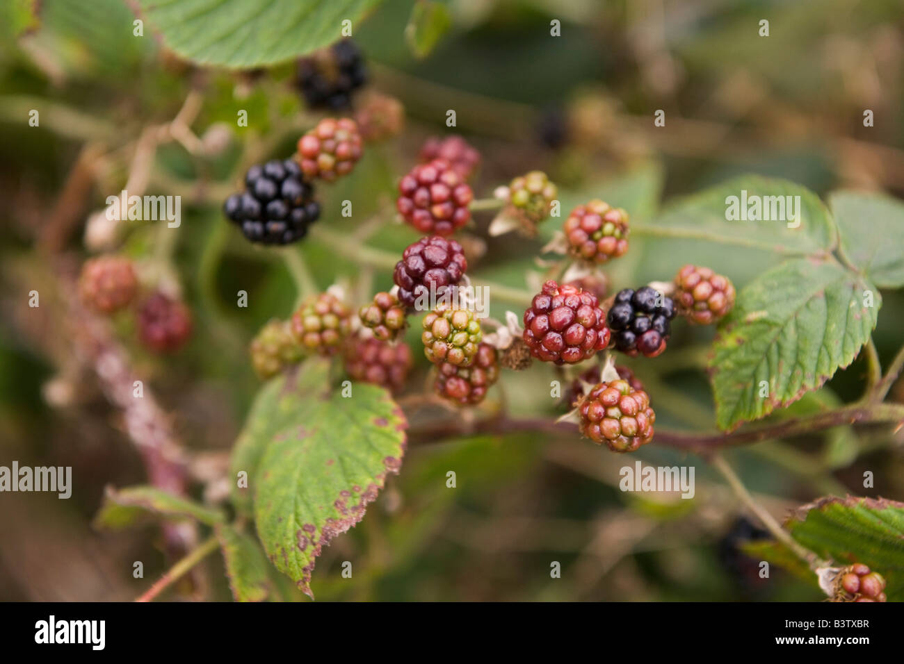 Blackberries ripen on a bush close to Alnmouth in Northumberland