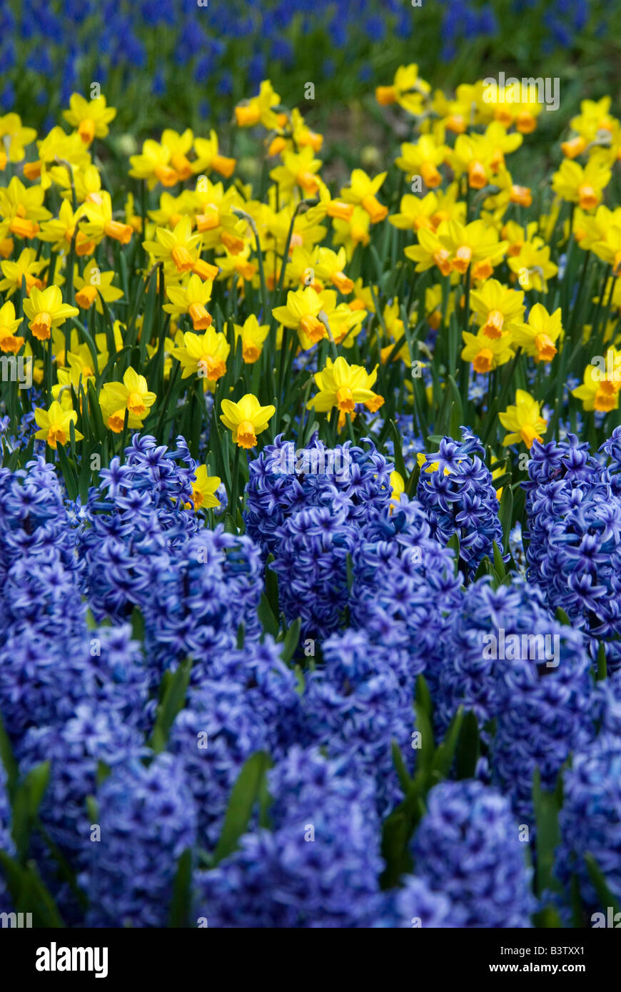 Netherlands, Lisse. Keukenhof Gardens, the world's largest bulb flower