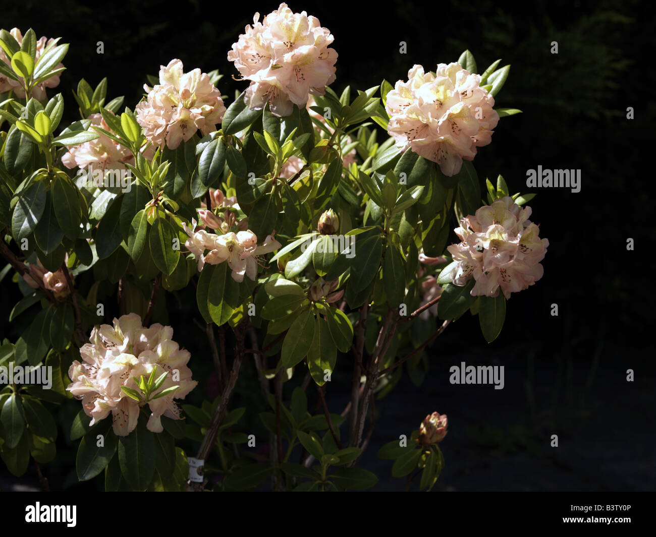 Rhododendron Bush in Flower Stock Photo - Alamy