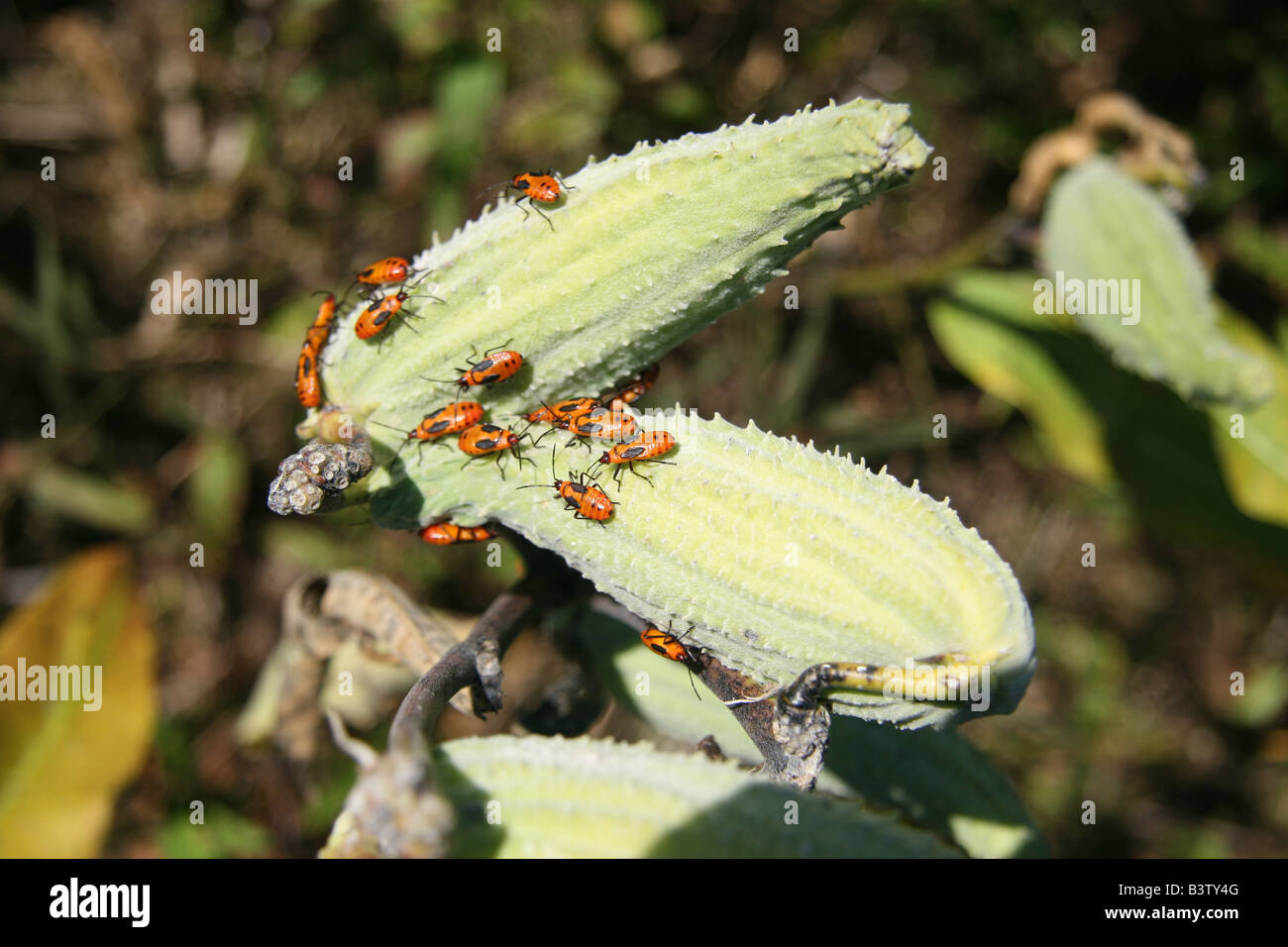 Nymph of Large Milkweed Bug (Oncopeltus fasciatus) on milkweed (Asclepias) seed pods. Stock Photo