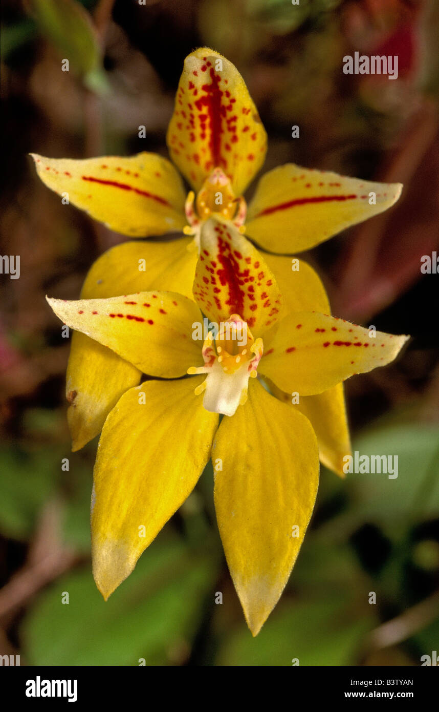 Orchid, Australia Stock Photo