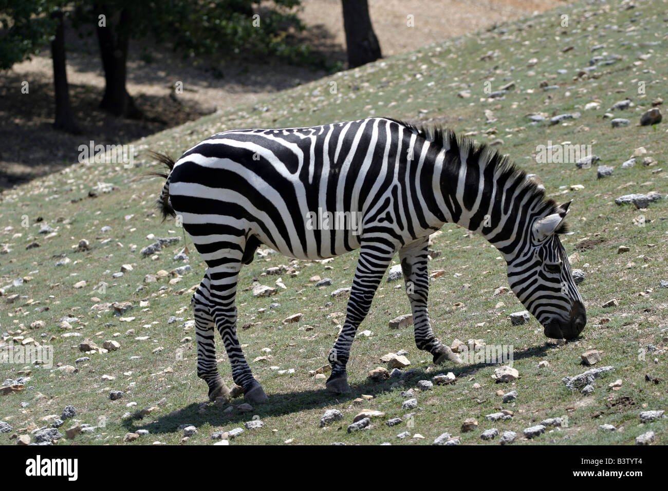 A zebra grazes at Exotic Animal Paradise in Springfield, Missouri Stock  Photo - Alamy