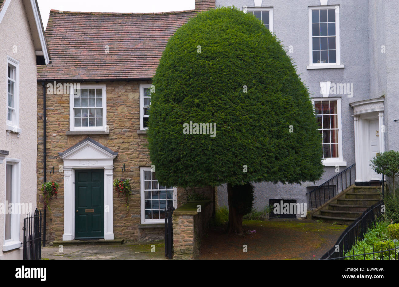 Townhouses in Ludlow Shropshire England UK with large trimmed tree in