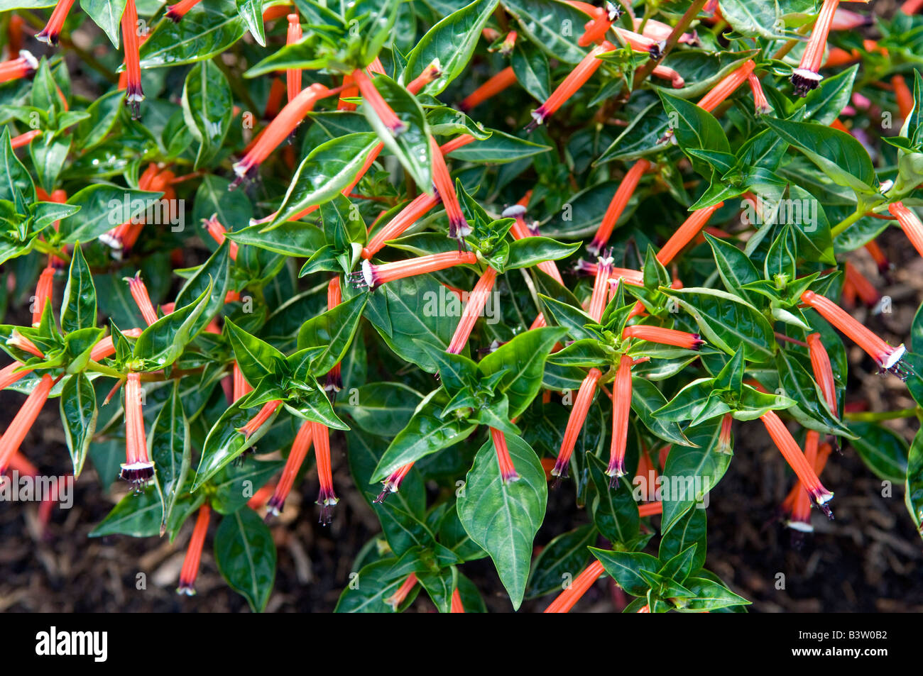 Cuphea ignea `Cigar Flowers` Stock Photo - Alamy