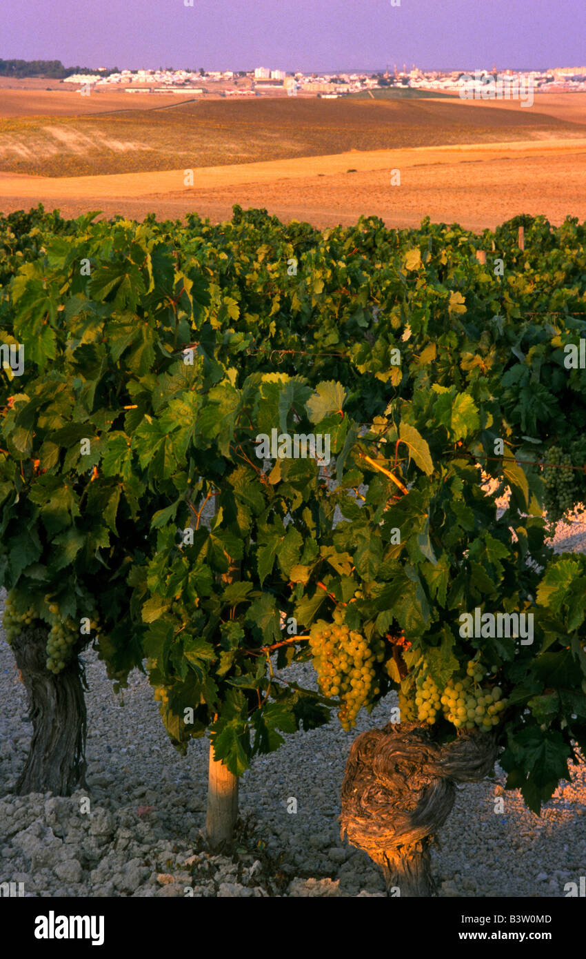 “Palomino” grapes used to make “Fino Sherry”, Andalusia Spain Stock