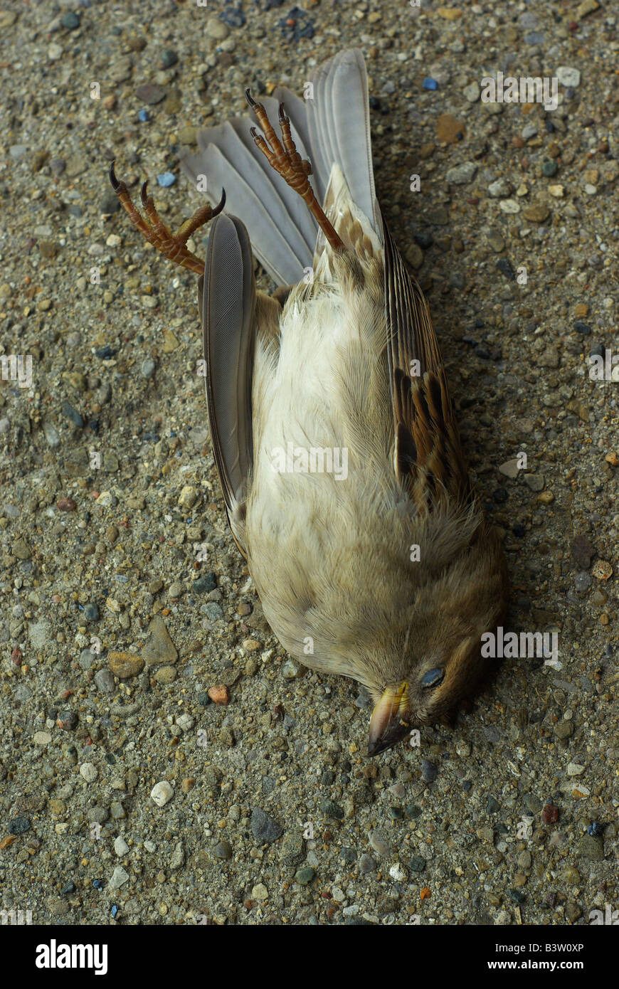 A dead sparrow lay peacefully on the sidewalk. Stock Photo