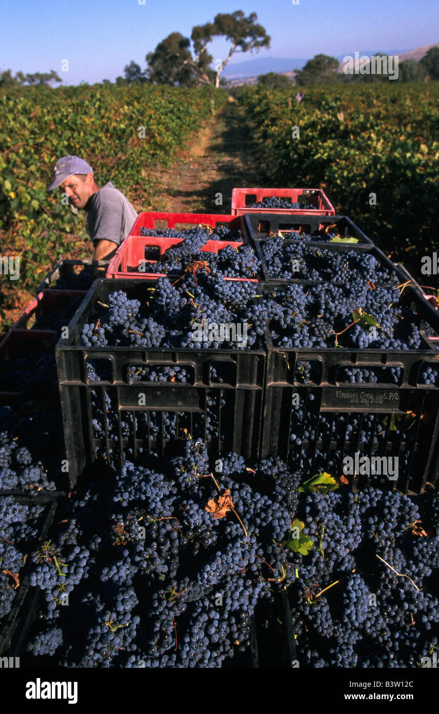 Picking wine grapes Australia Stock Photo Alamy