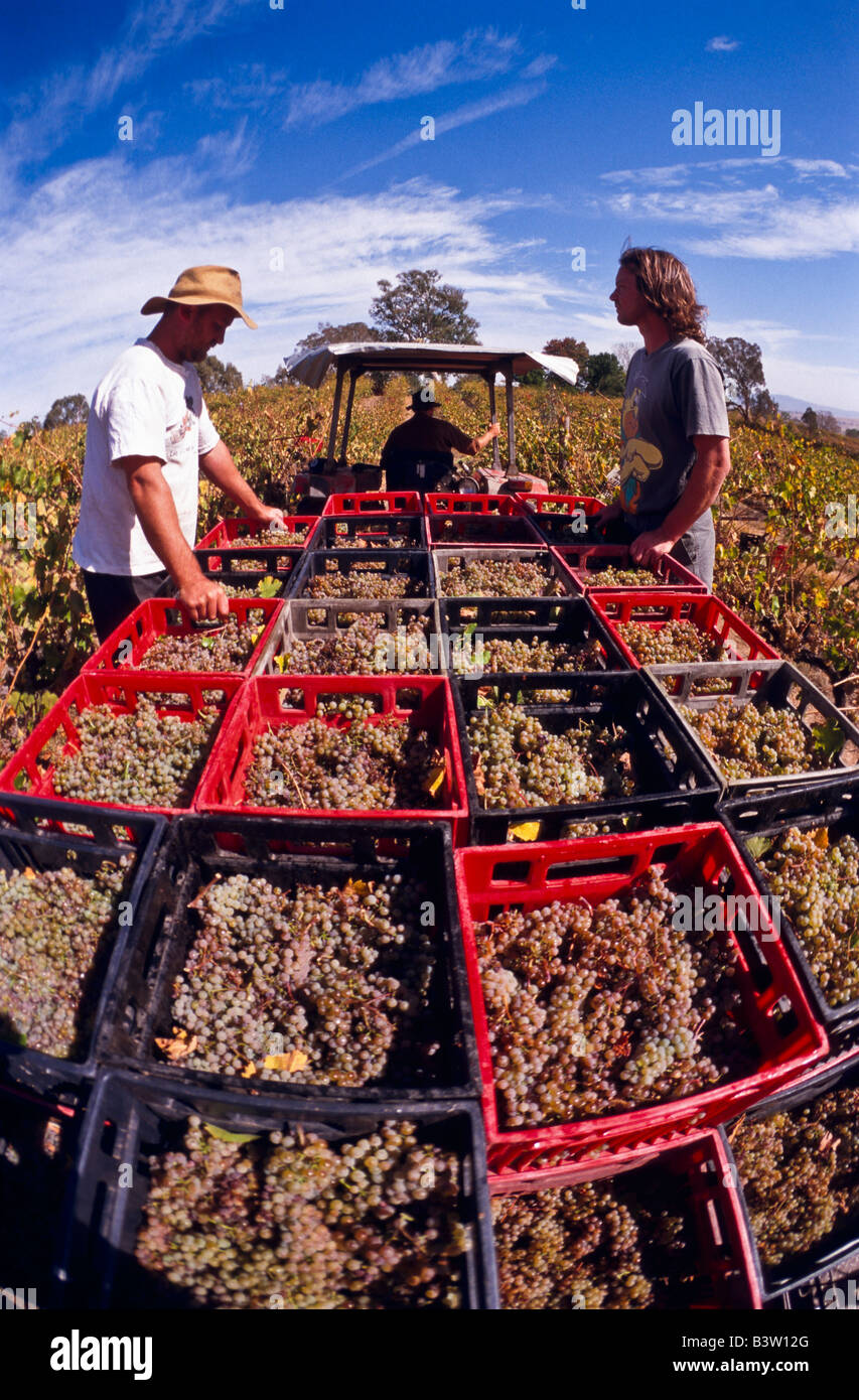 Picking wine grapes Australia Stock Photo Alamy