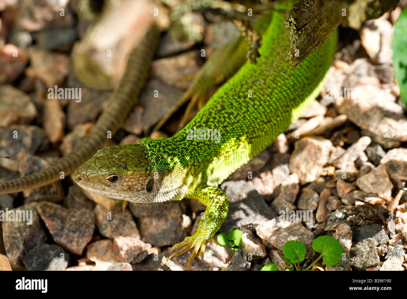 smaragdeidechse lacerta viridis eidechse lizard Stock Photo