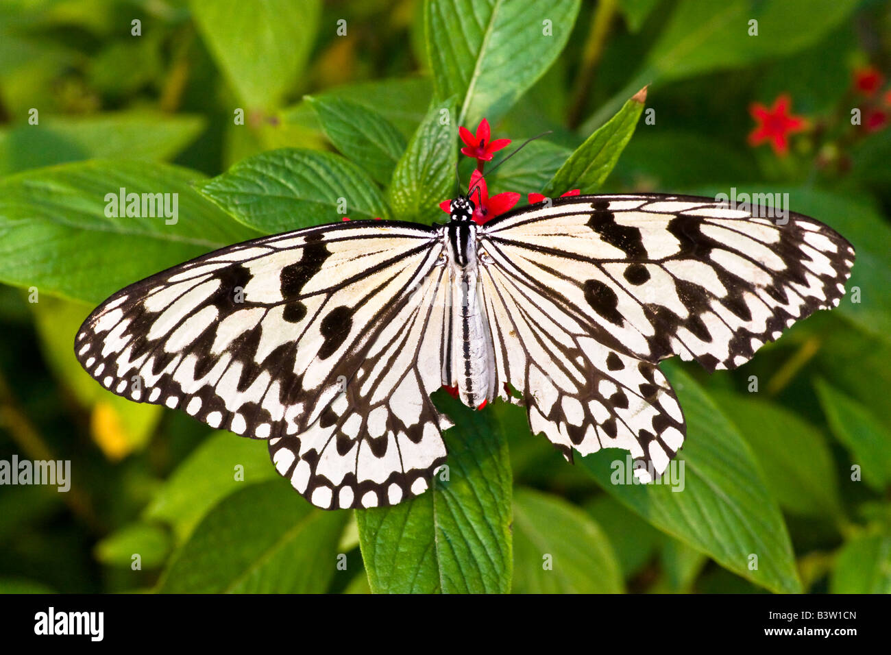 Idea leuconoe clara ricepaper wing butterfly Endemic Species Research Center, Jiji, Nantou, Taiwan, Republic of China (ROC) Stock Photo