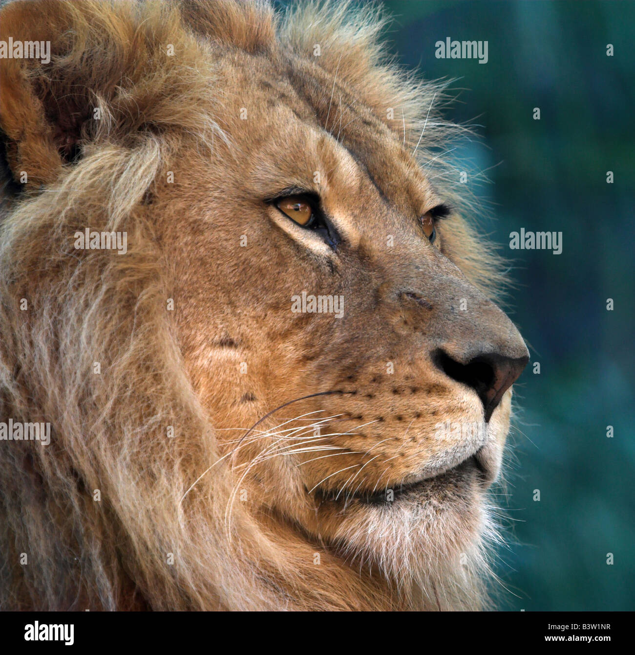 Lion zoo wild animal big cat Toronga Park captivity lion portrait close up face whiskers Stock Photo