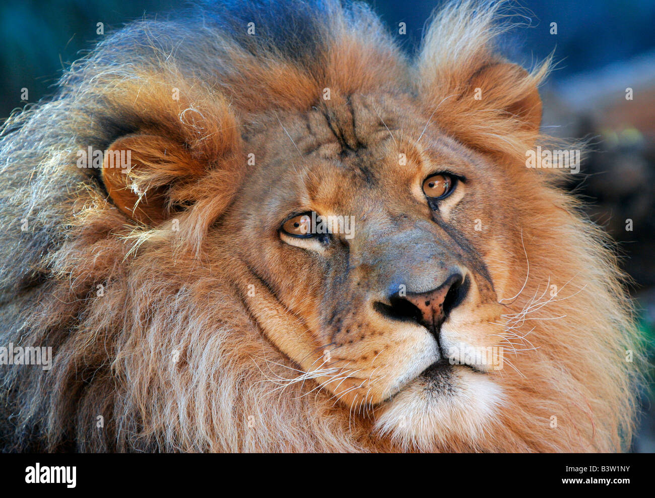 zoo wild animal big cat Toronga Park captivity lion portrait close up face whiskers Stock Photo