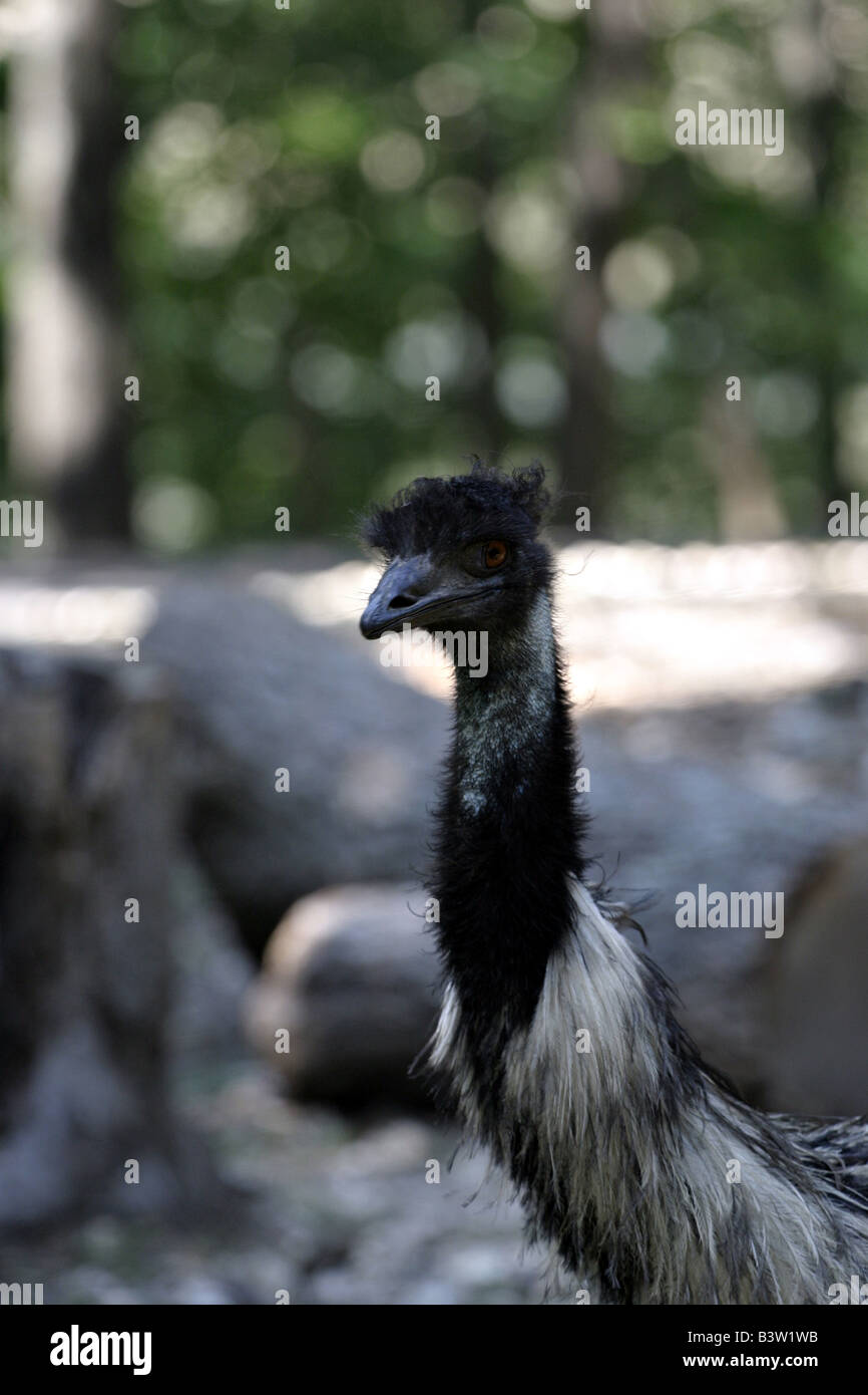 Springfield Missouri Stock Photos Springfield Missouri Stock