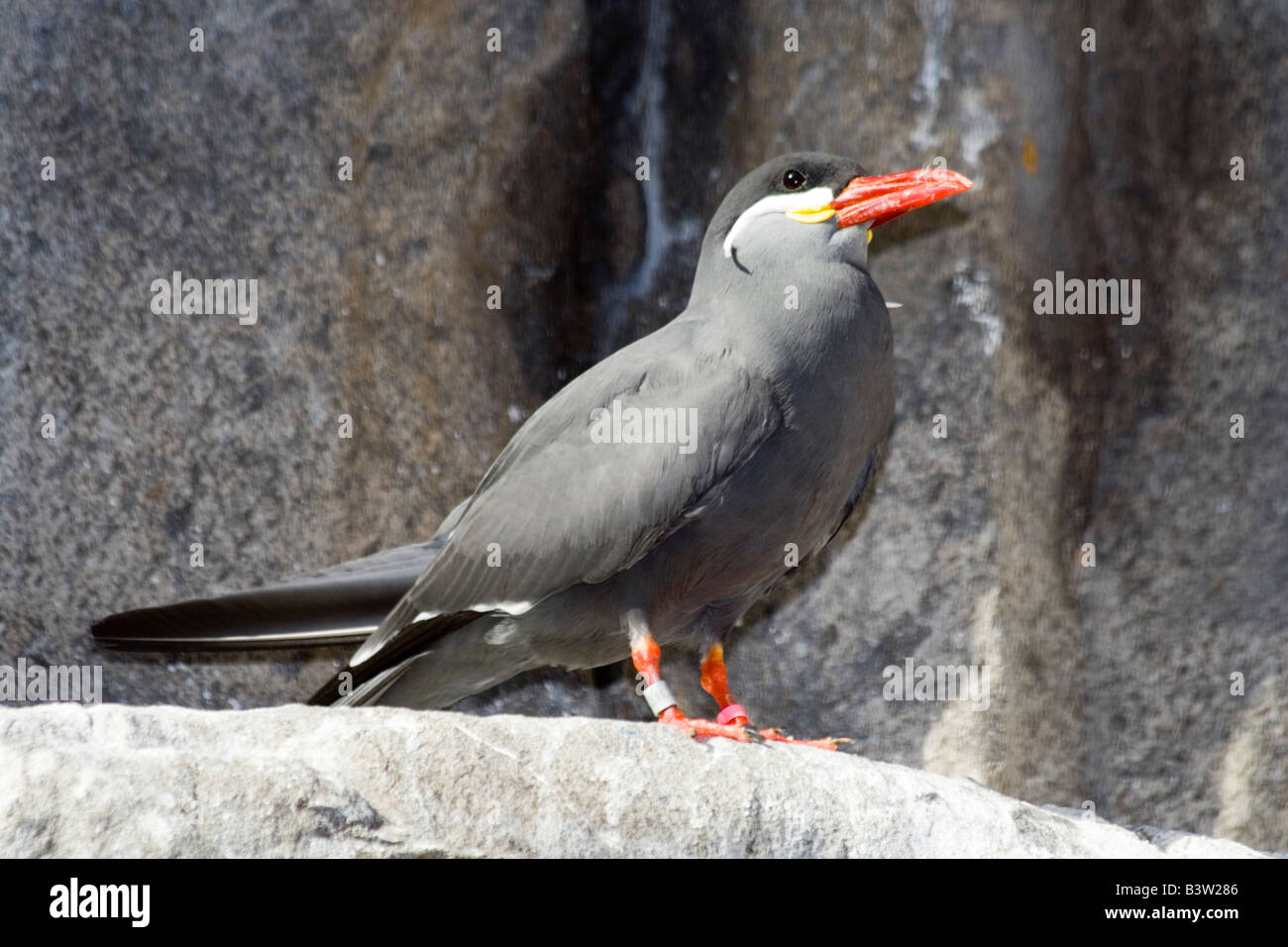 The Inca Tern (Larosterna inca).Brookfield Zoo Stock Photo