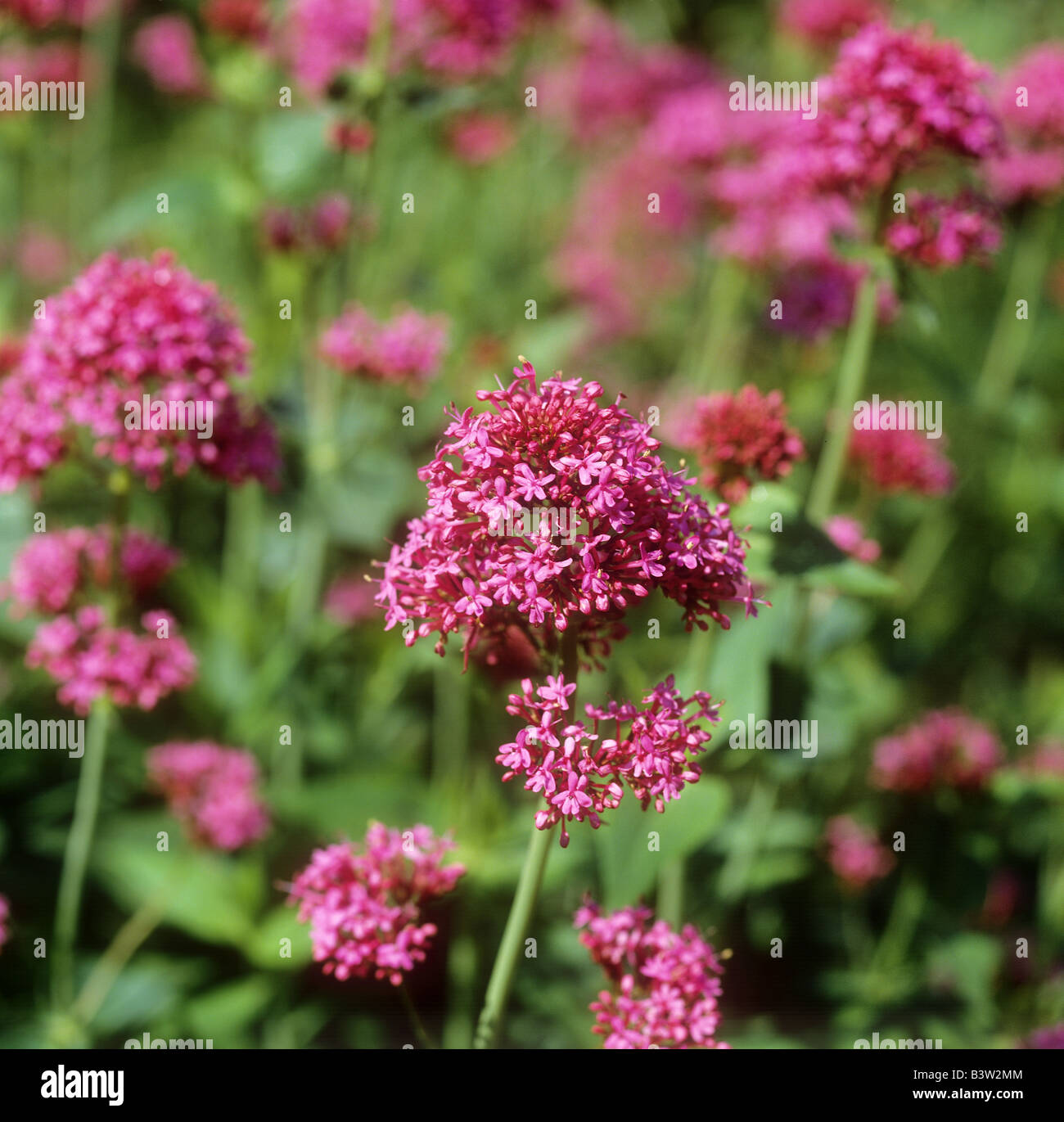 Red Valerian - blossoms / Centranthus ruber Stock Photo