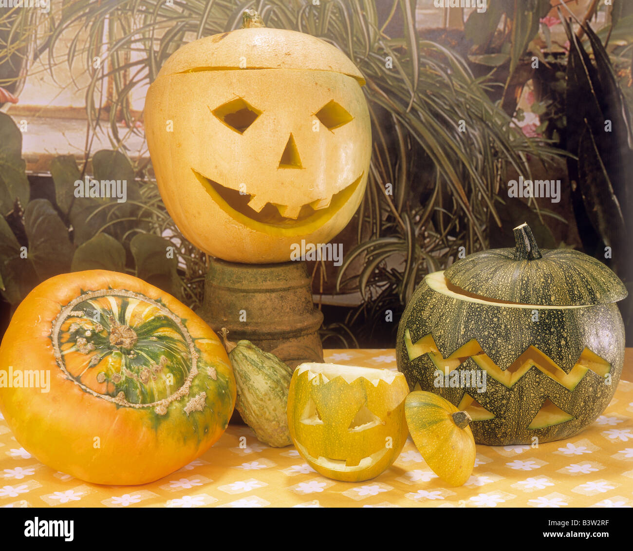 Plants inside pumpkin hires stock photography and images Alamy