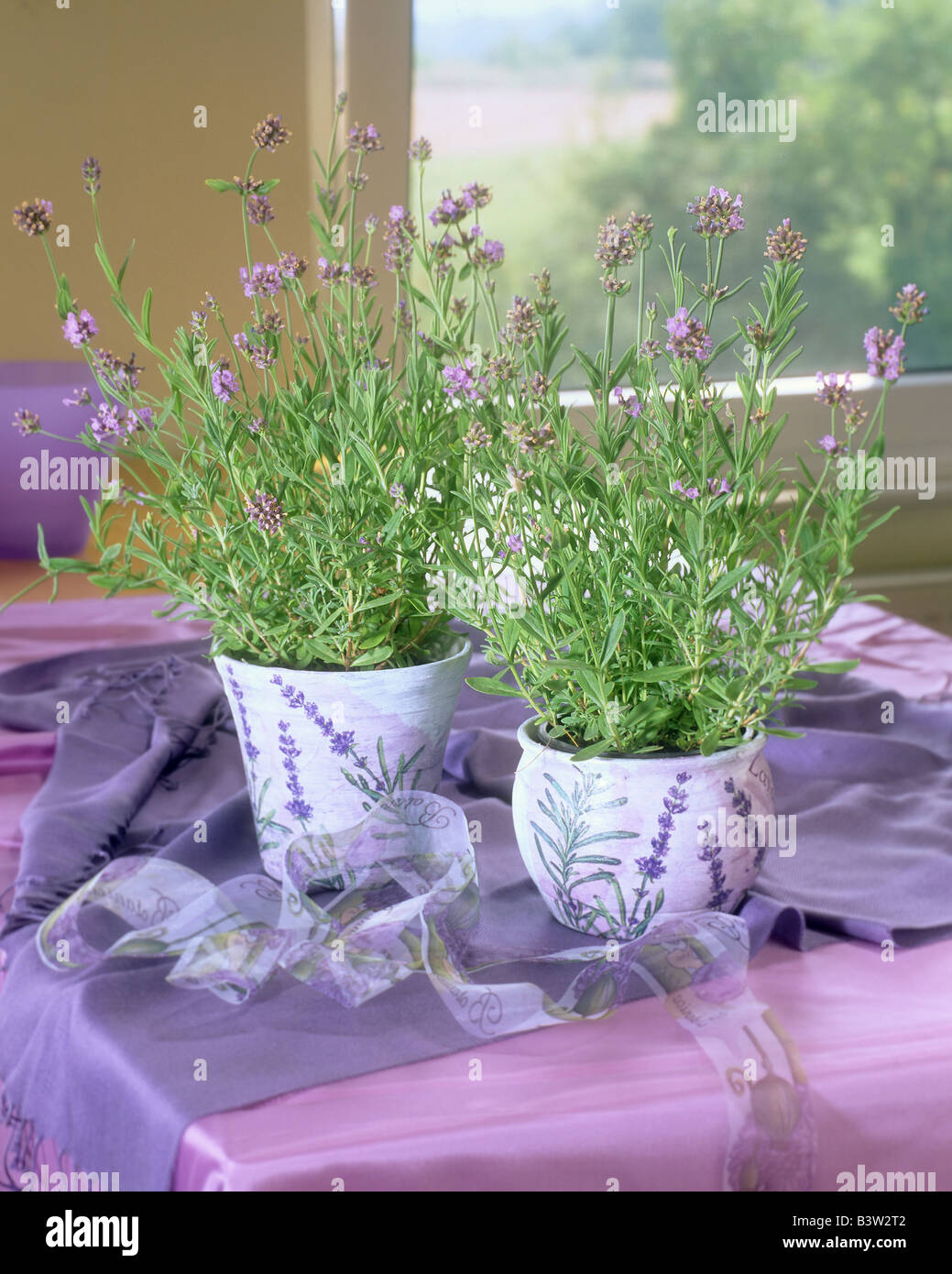 lavender in flowerpots Stock Photo