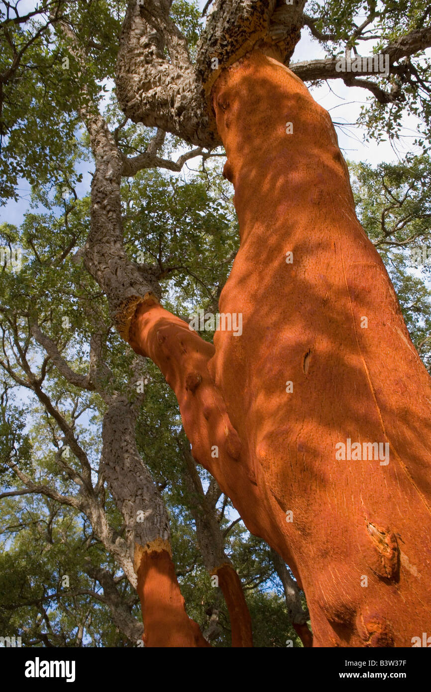 Cork Tree Wood Mediterranean Stock Photo Alamy