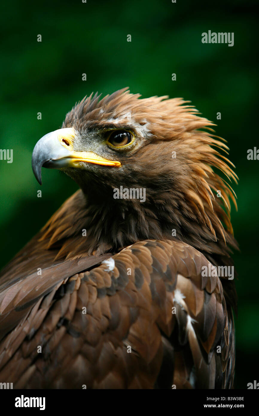 Golden Eagles High Resolution Stock Photography and Images Alamy