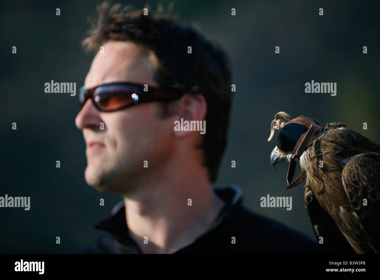 A Black Kite bird (Milvus migrans) and a falconer Stock Photo