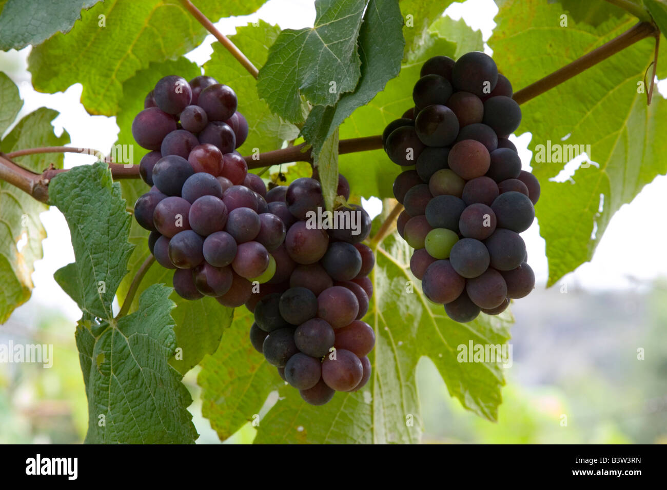Grapes growing in a vineyard in the Nandi Hills Karnataka India Stock