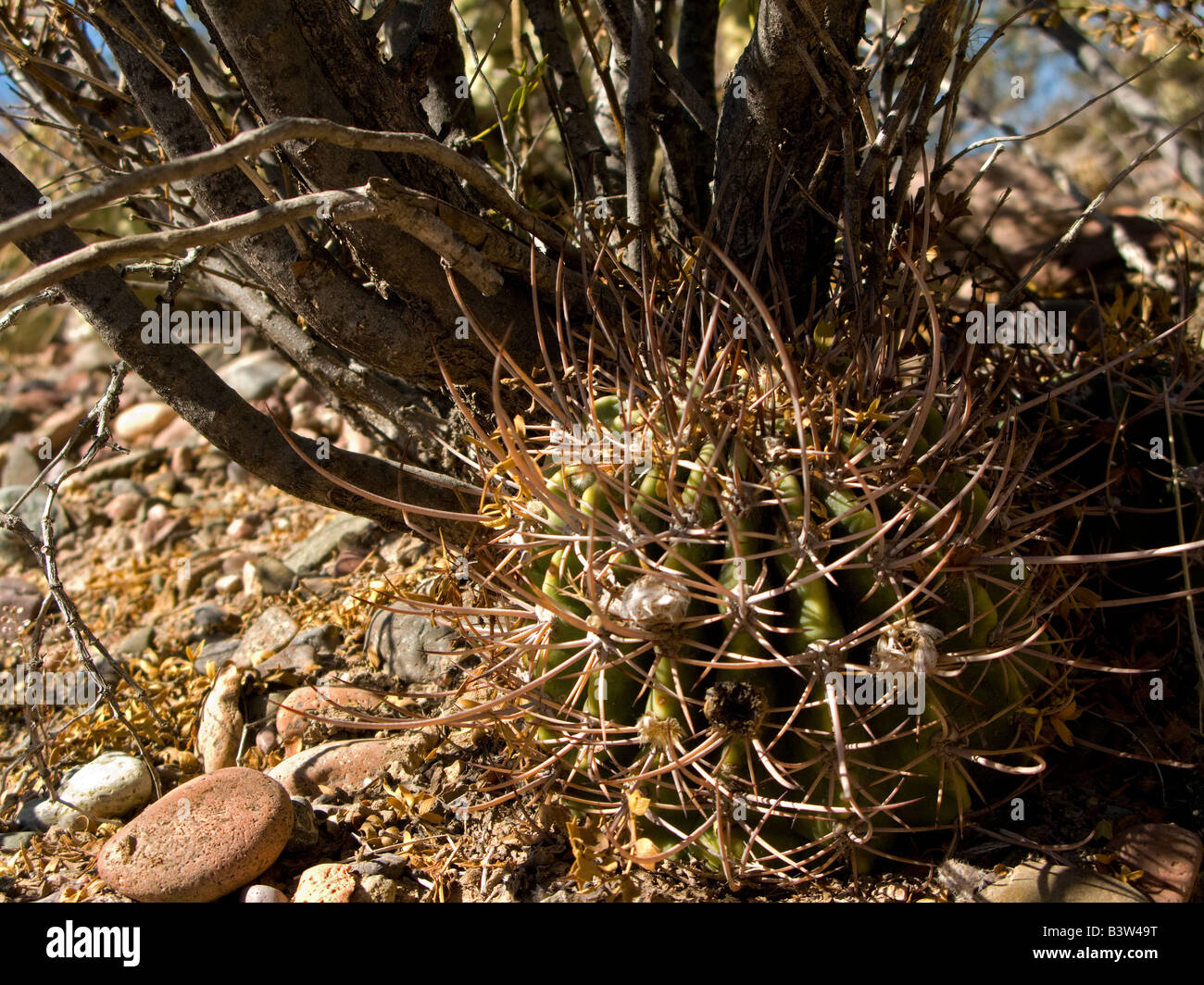 Desert cacti growing under shrub nurse plant Stock Photo