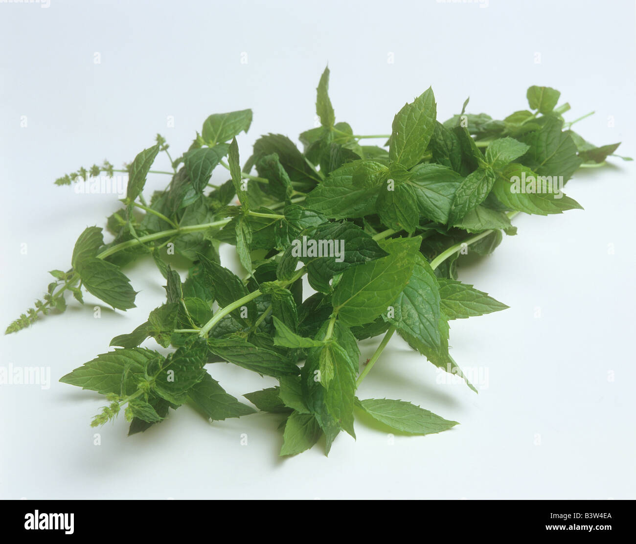 Peppermint mentha piperita herbs hi-res stock photography and images ...