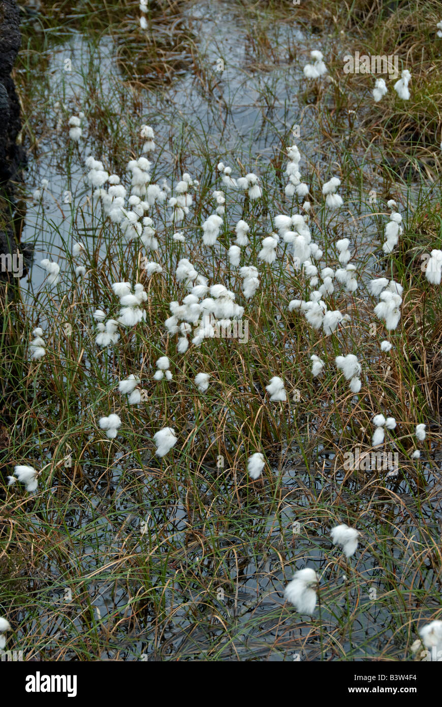 Cotton Grass Eriophorum angustifolium. in Peat Bog. County Mayo