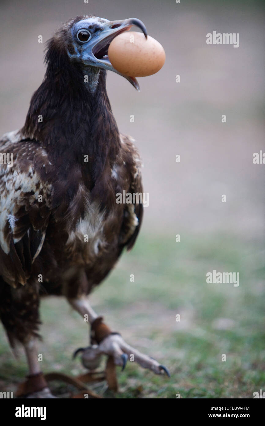 Vulture eggs hires stock photography and images Alamy