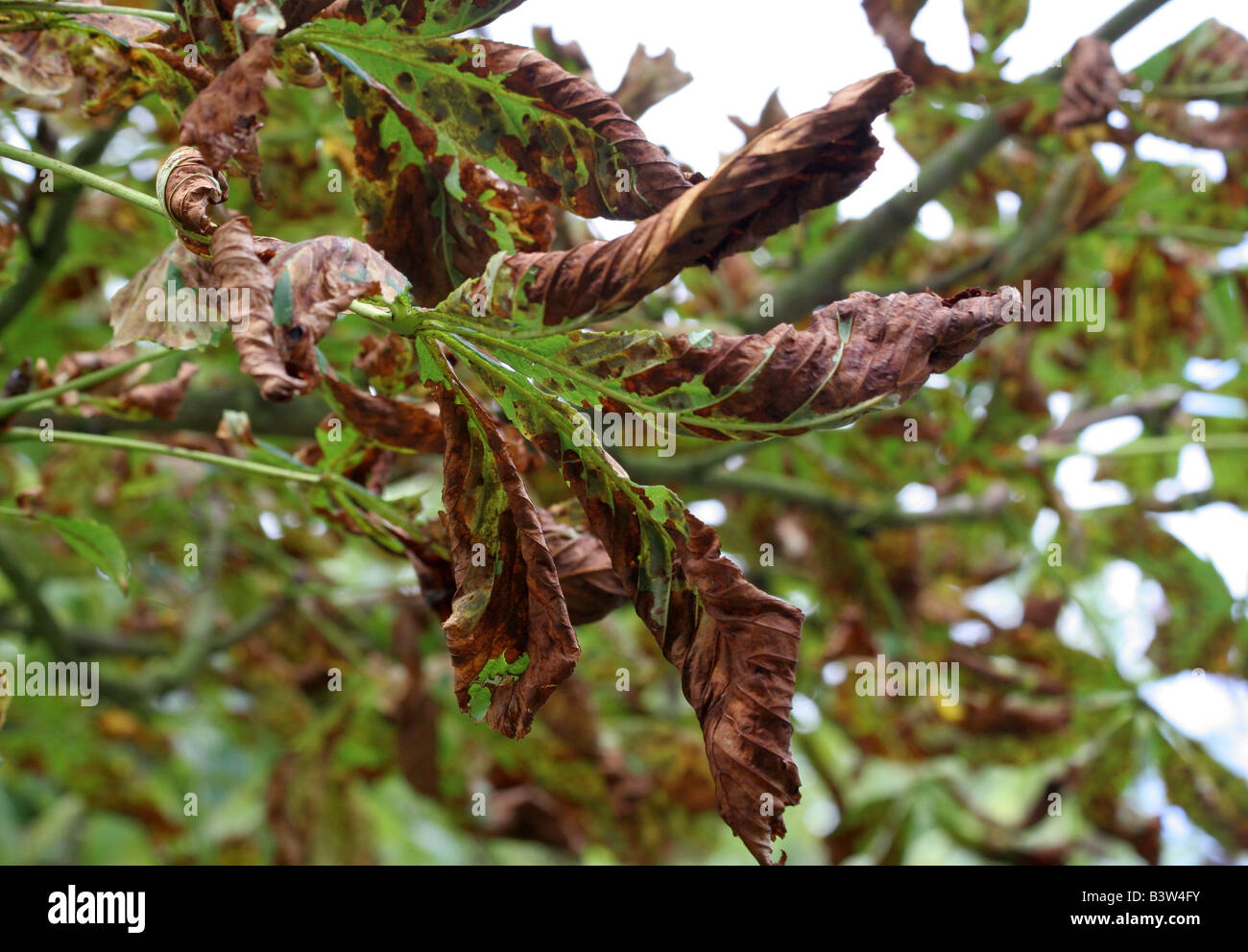 Horse Chestnut tree with leaves showing disease Stock Photo