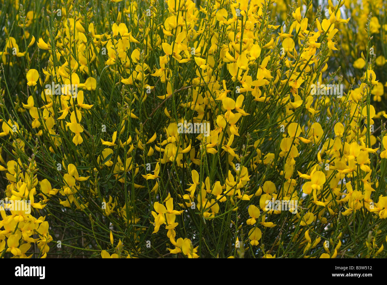 Genista Stock Photo