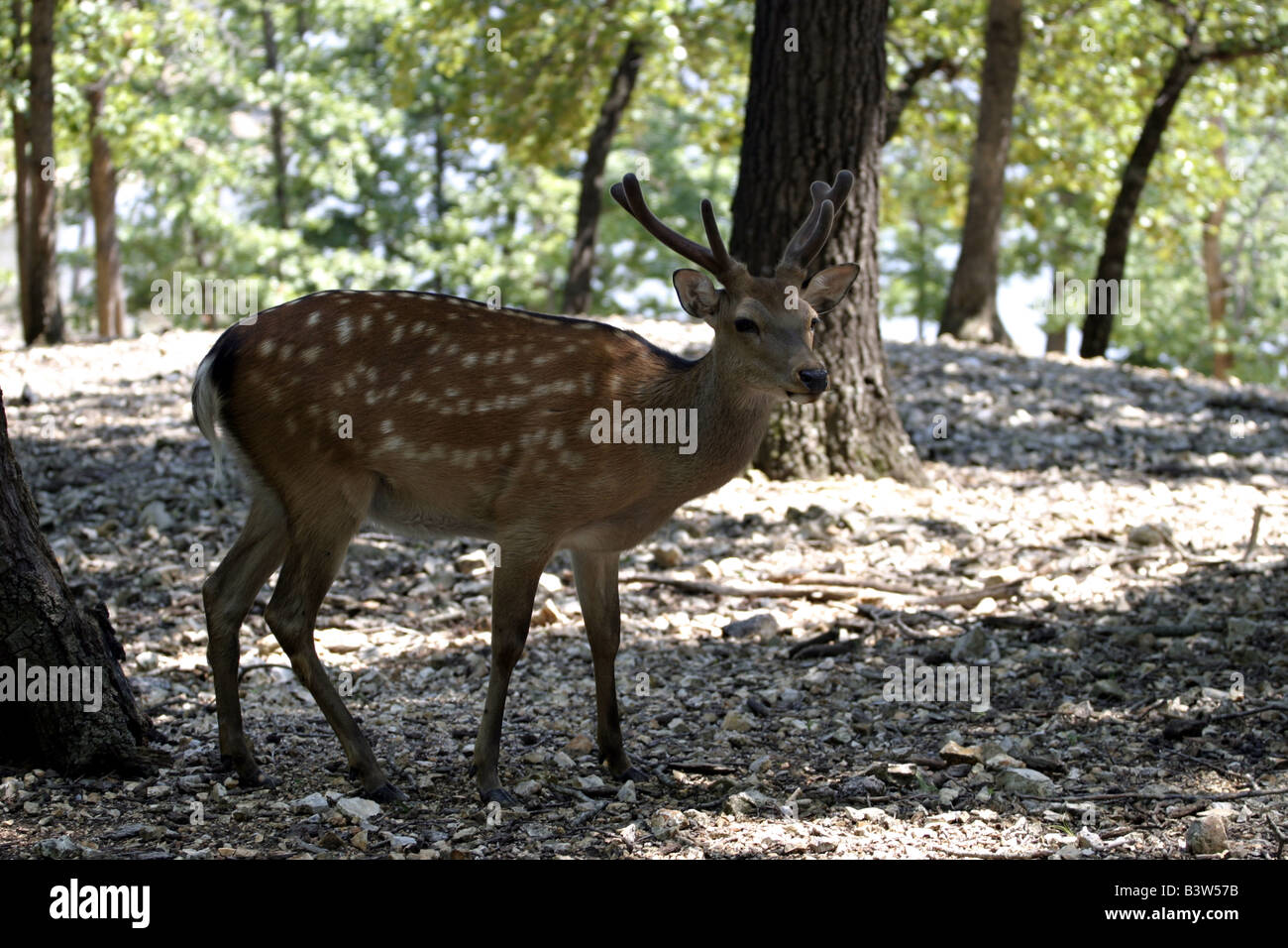 A deer at Exotic Animal Paradise in Springfield, Missouri Stock Photo - Alamy A deer at Exotic Animal Paradise in Springfield, Missouri Stock Photo - Alamy
