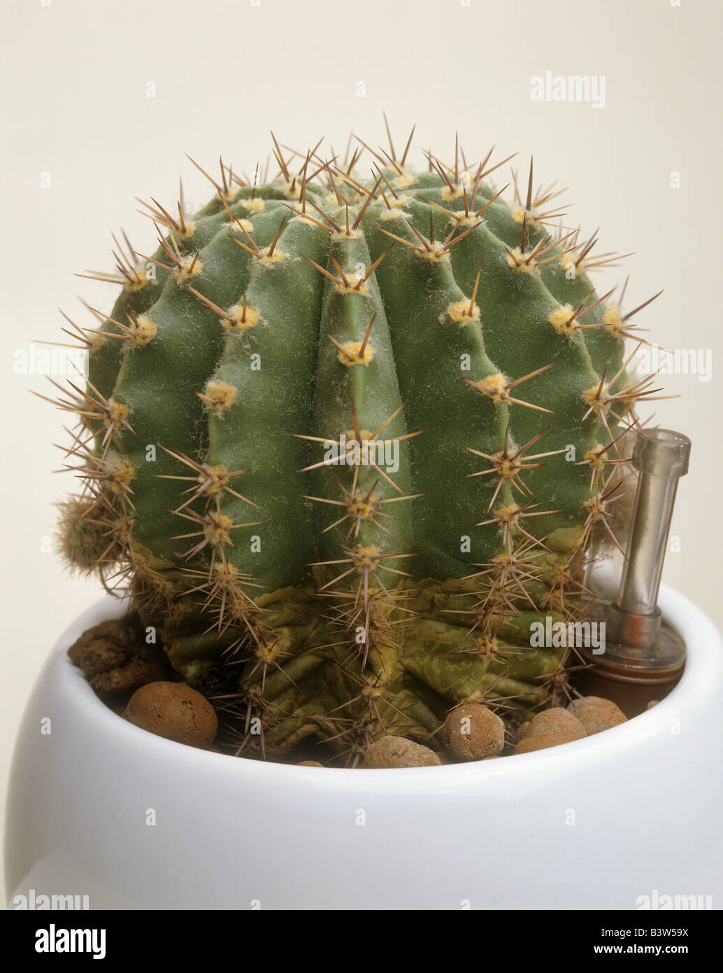 cactus / Echinopsis multiplex Stock Photo