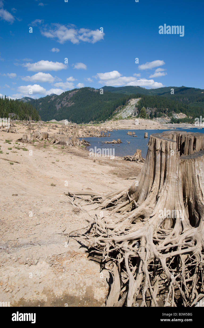 clear cut forest land, Washington State, USA Stock Photo Alamy
