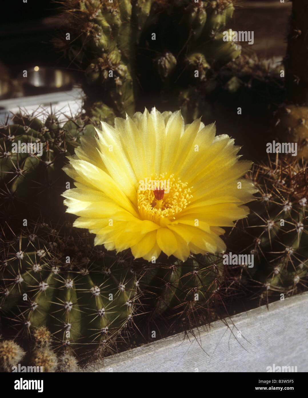 cactus - blossom / Rebutia senilis Stock Photo