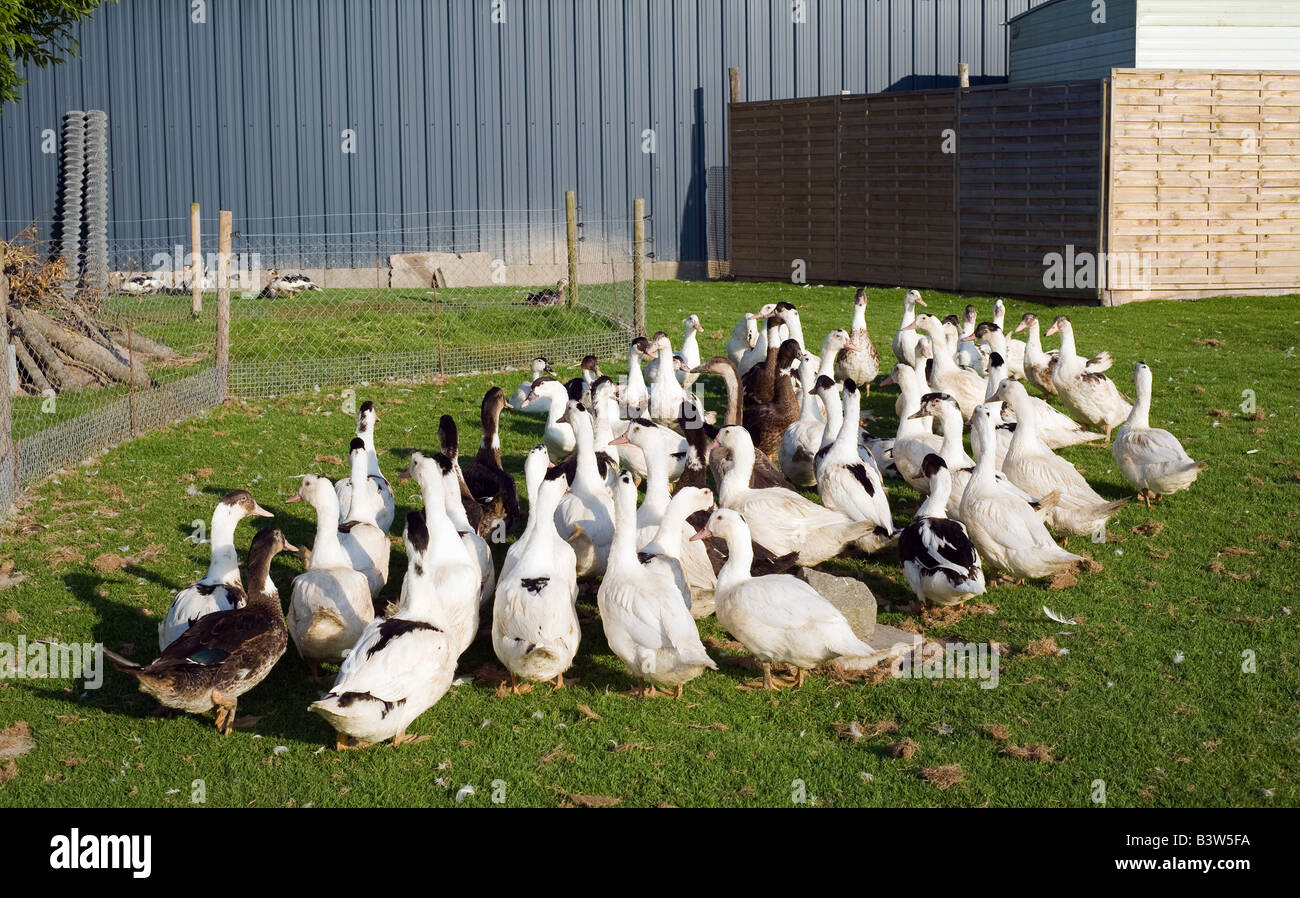 POULTRY FARMING WITH DUCKS AND GEESE NORMANDY FRANCE Stock Photo Alamy