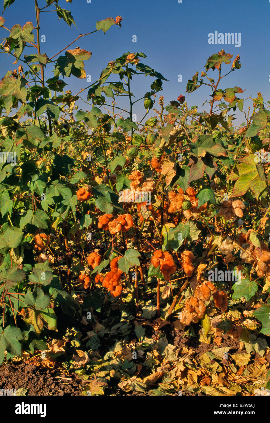 Red cotton bolls maturing on plant. Stock Photo