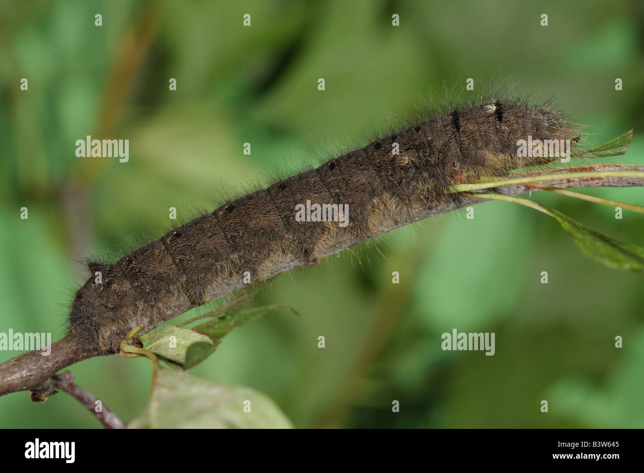 Lappet Larva - Gastropacha quercifolia Stock Photo