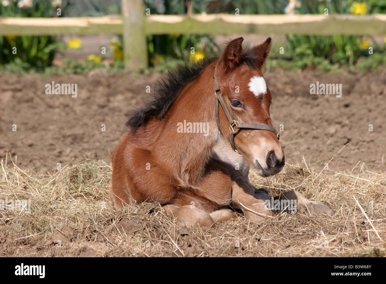 young Foal laying on straw in an open field Stock Photo