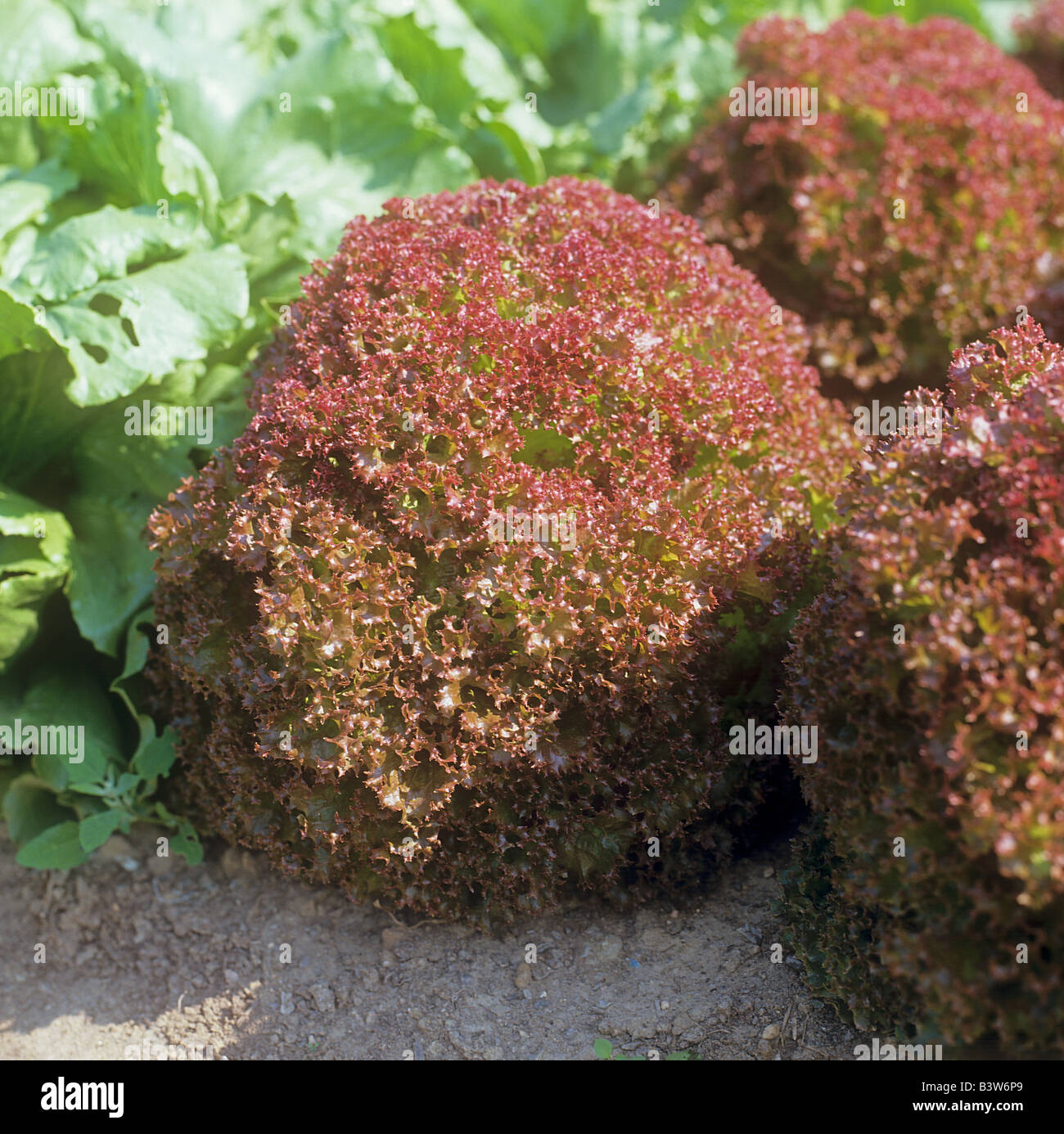 lettuce (Lollo Rosso) Stock Photo