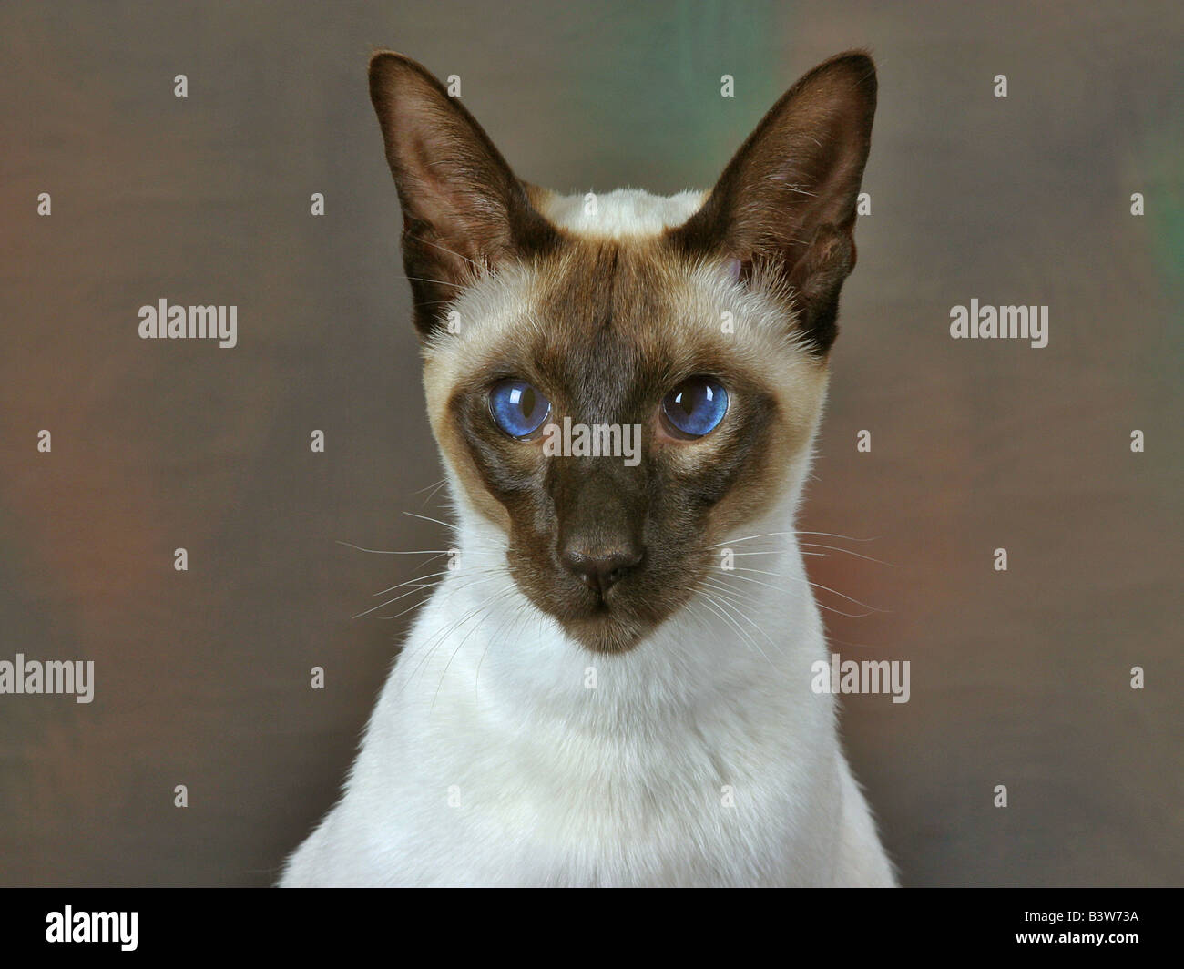 Siamese cat on brown background. ears up facing. studio set. 43367 Cat
