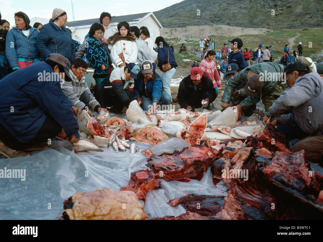 Inuit (Eskimo) people collect shares of Beluga whale meat in arctic village of Pangnirtung, Baffin Island, Nunavut, Canada Stock Photo