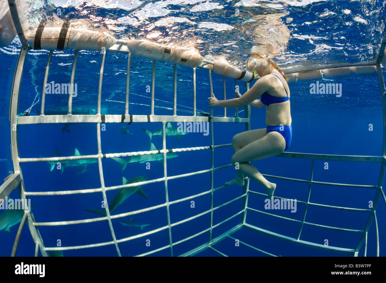 Cage Diving with Sharks Oahu Pacific Ocean Hawaii USA Stock Photo Alamy