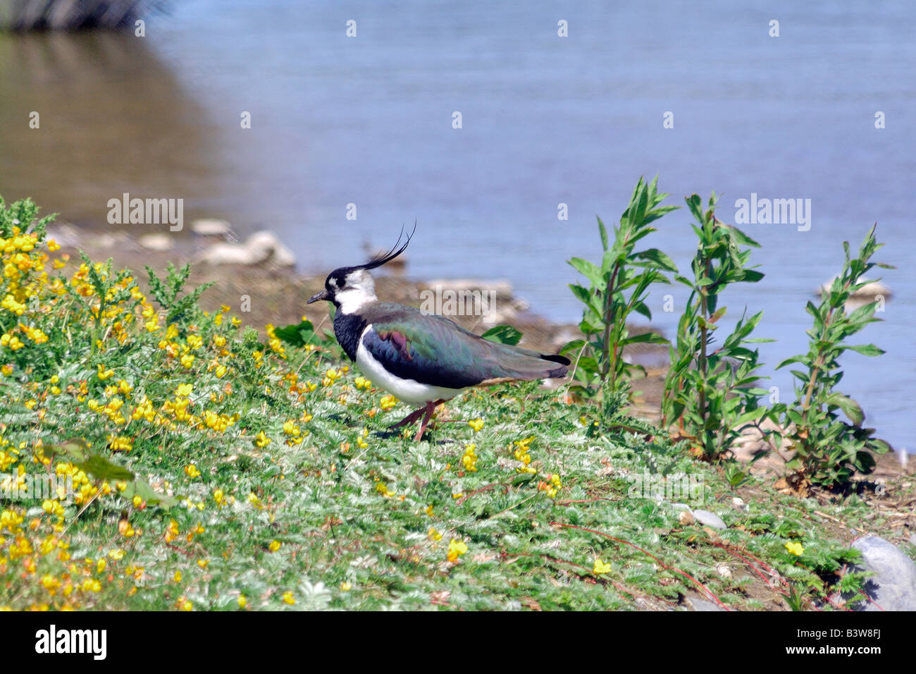 Lapwing Vanellus vanellus on a grassy bank beside the lake at the RSPB Conwy nature reserve Stock Photo