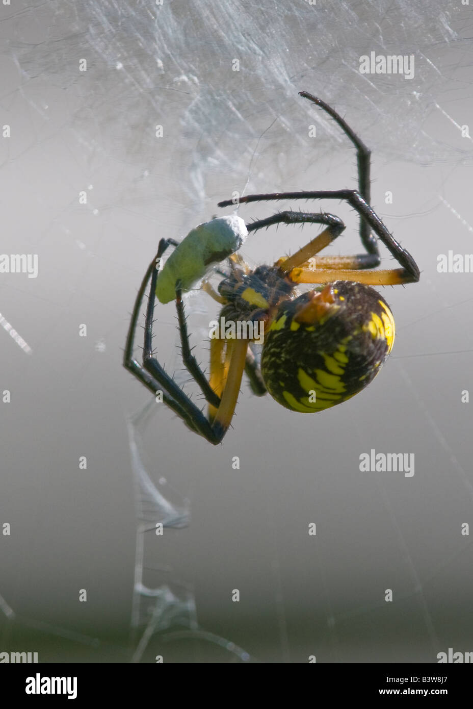 A yellow garden spider wrapping a meal. Stock Photo