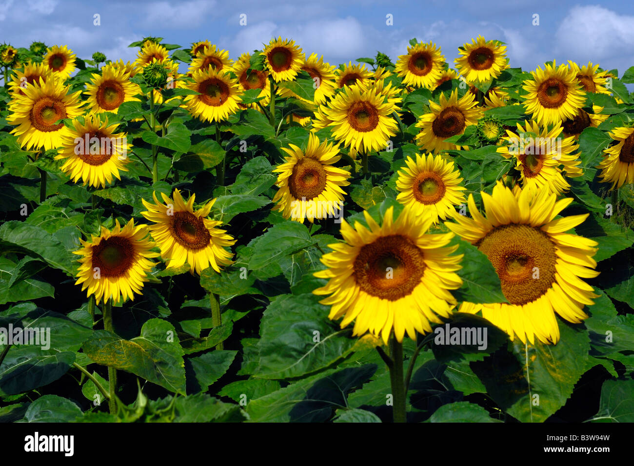 Sunflowers in a field in Transylvania Romania Stock Photo Alamy