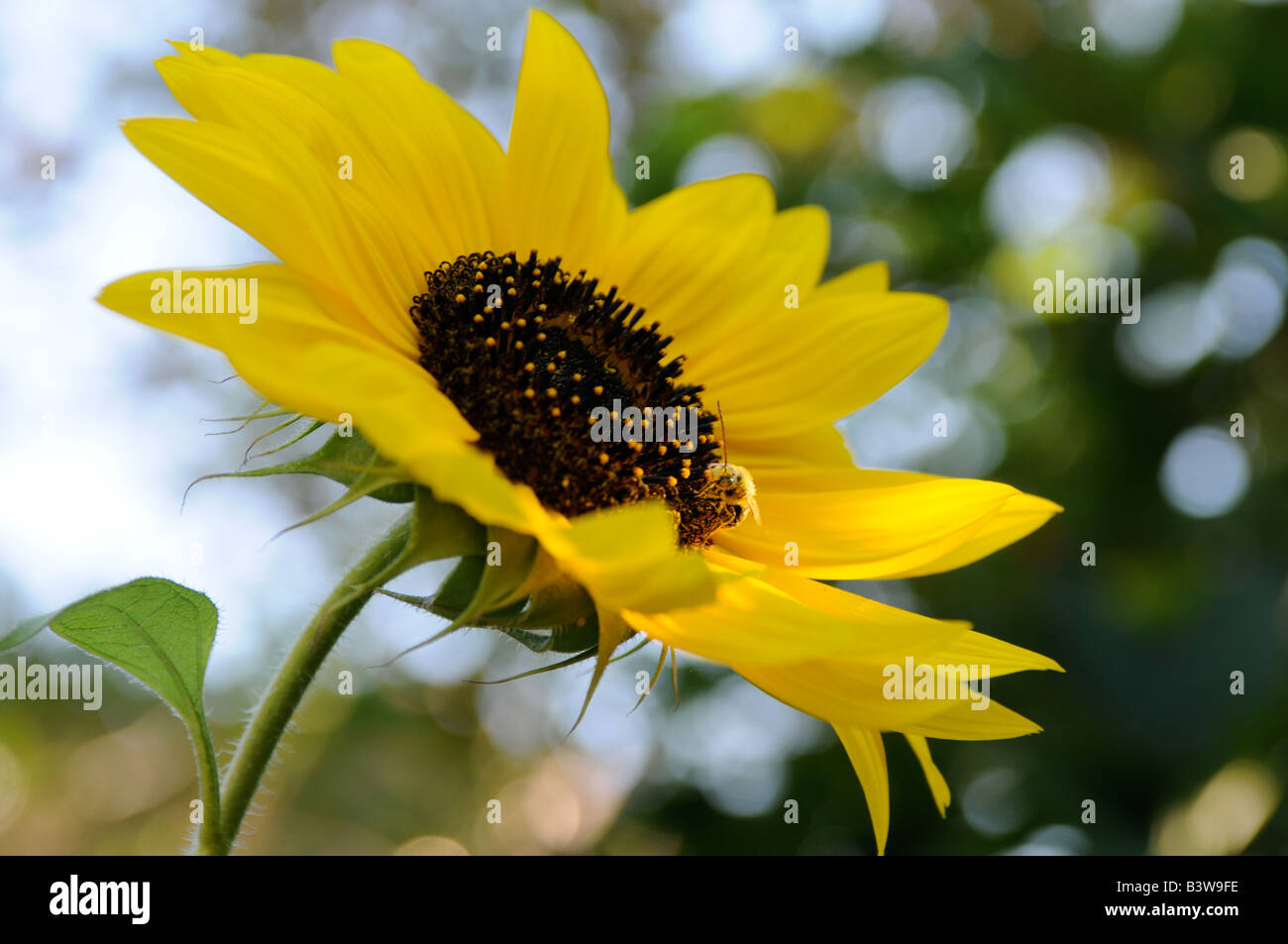 Sunflower My Wife S Garden West Toronto Ontario Canada Stock