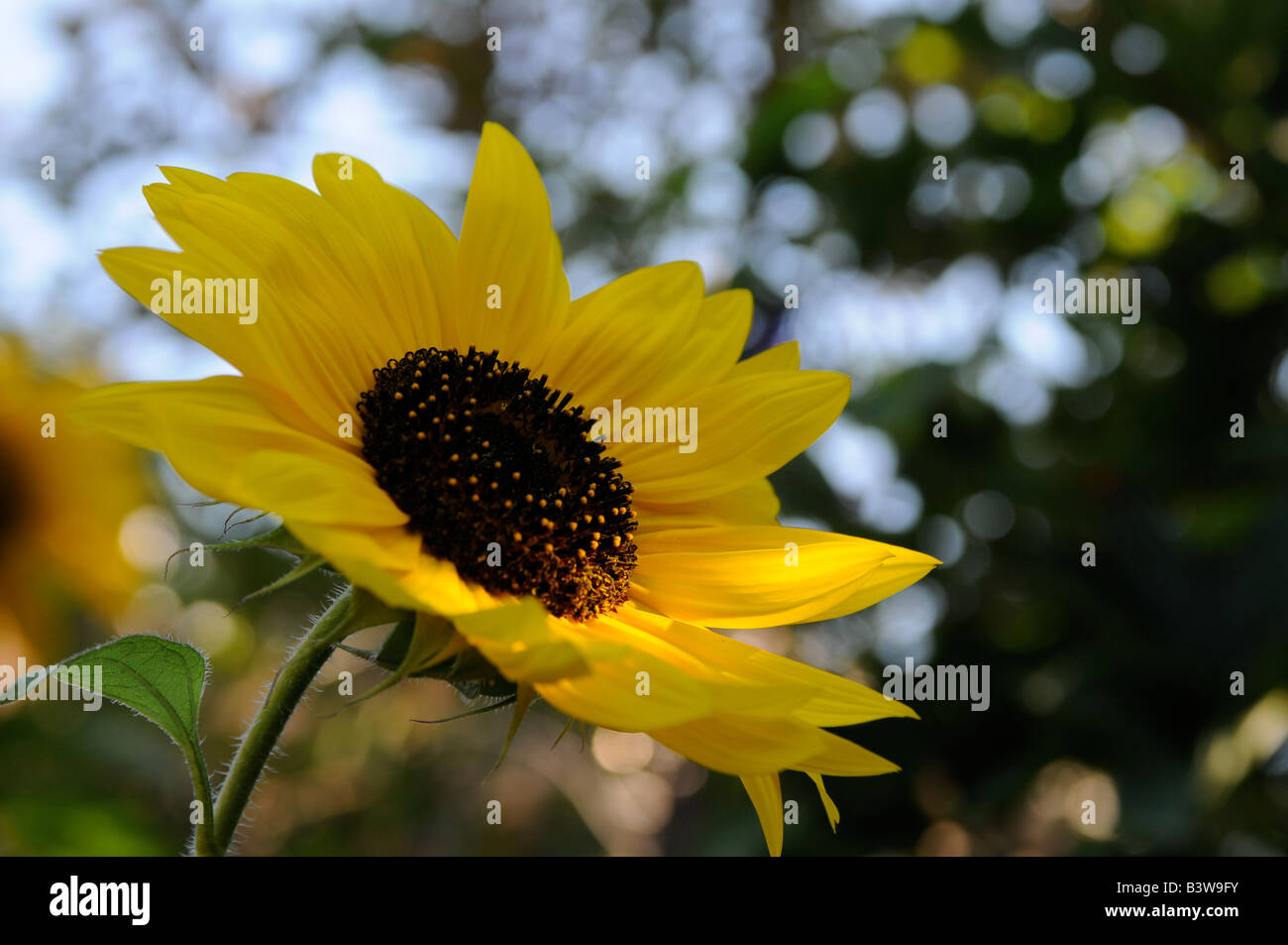 Toronto botanical garden hires stock photography and images Alamy